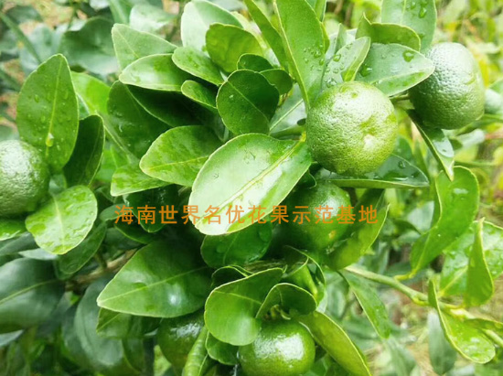 臺(tái)灣香檬