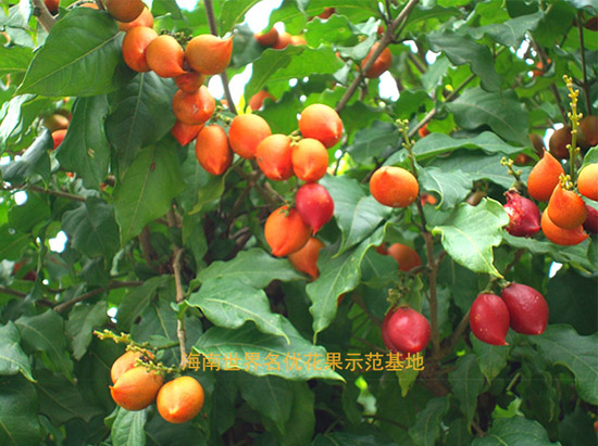 花生奶油果
