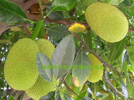 臺(tái)灣無(wú)籽榴蓮蜜